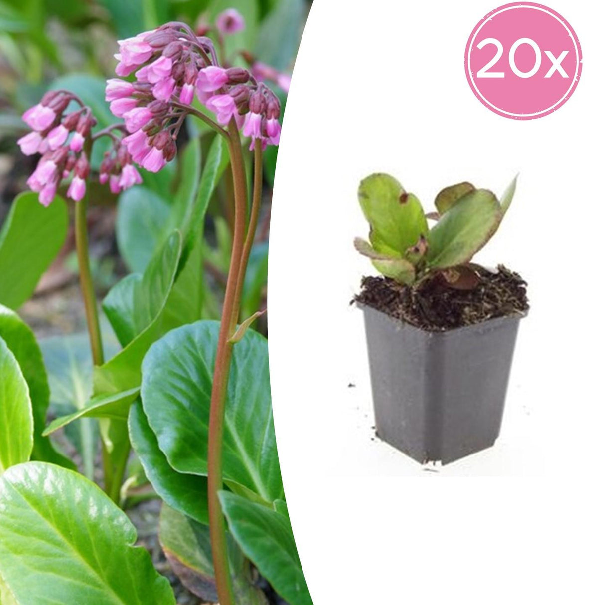 20x Bergenia cordifolia 'Herbstblüte' - ↕10-25cm - Ø9cm