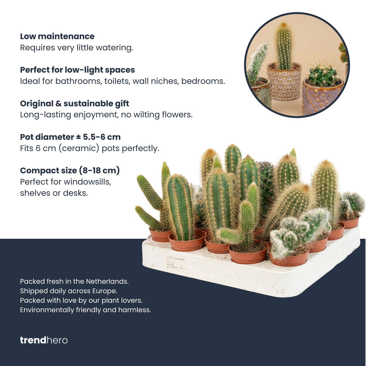 Cactus Set van 6 in Keramische Mini Potjes San Juan - ↑ 8–12 cm