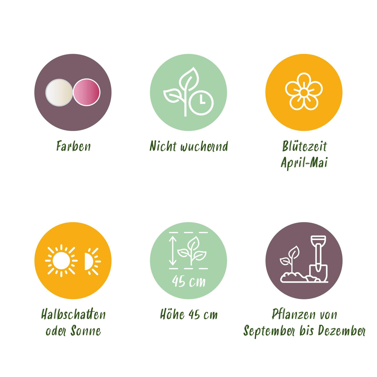 Green boutiQ - Bloembollen - Tulp Double Sensation - Kleur Wit en Roze - 12 stuks - Bolmaat 11/12 - XXL Pack