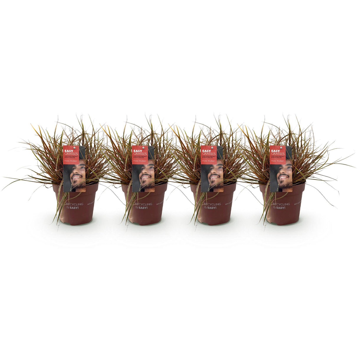 Siergrassen - Uncinia rubra Everflame - Rood - 4 Planten - Bladhoudend - Weinig Onderhoud - Pot 17cm Hoogte 50cm