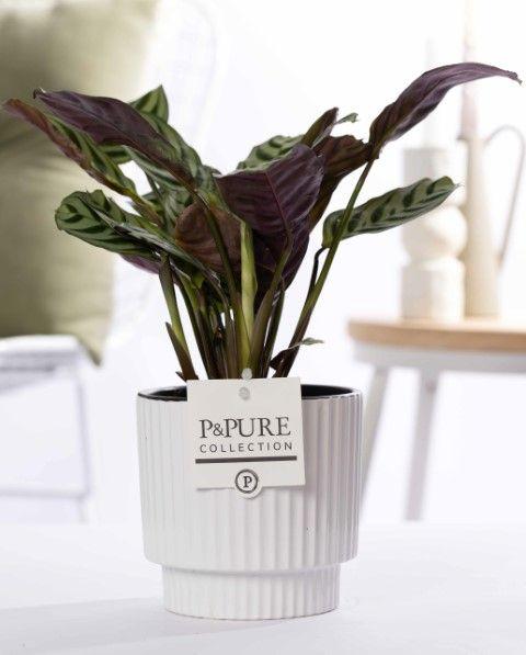 Ctenanthe Burle Marxii en P&PURE Ivy Ceramics Blanc Brillant - Ø12cm - ↕25cm