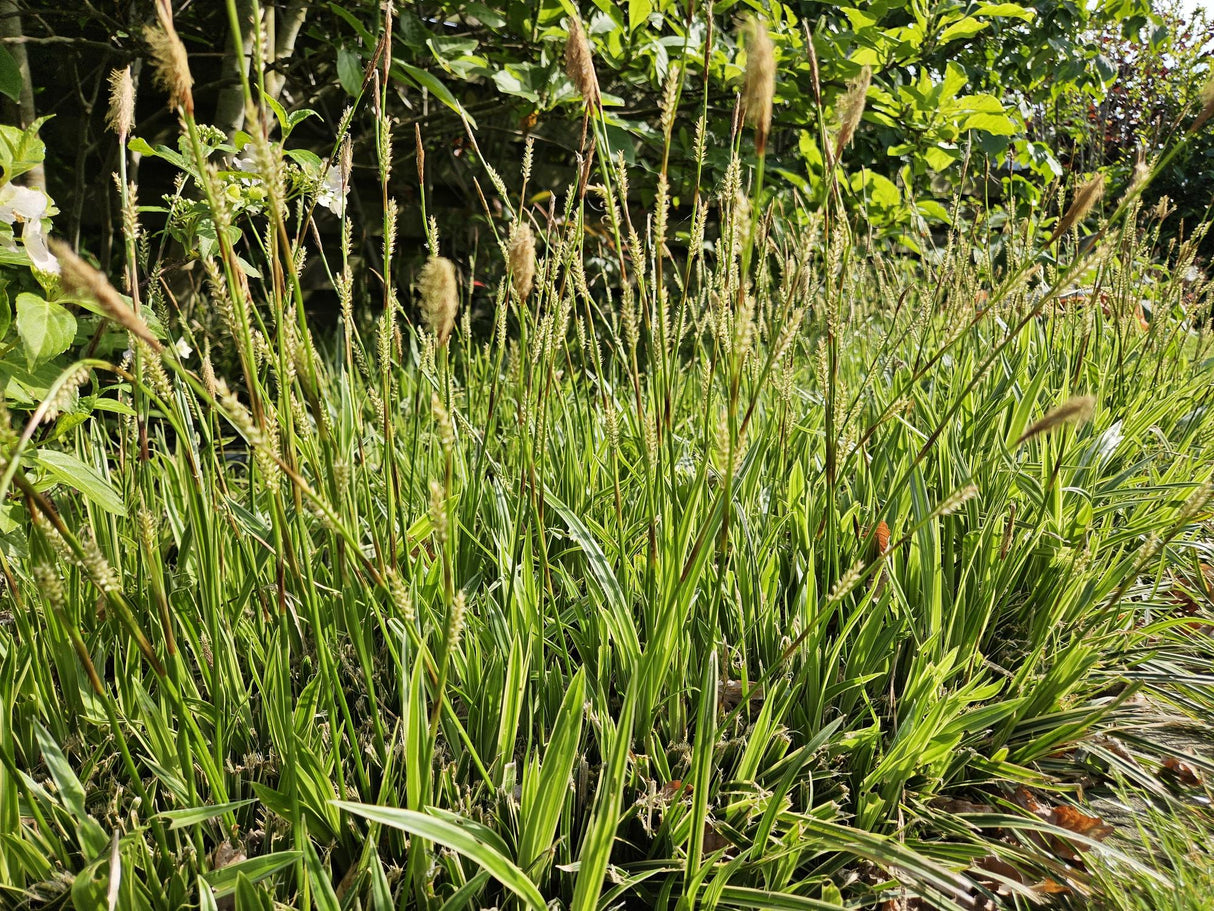 48x Carex morrowii 'Aureovariegata' - ↕10-25cm - Ø9cm