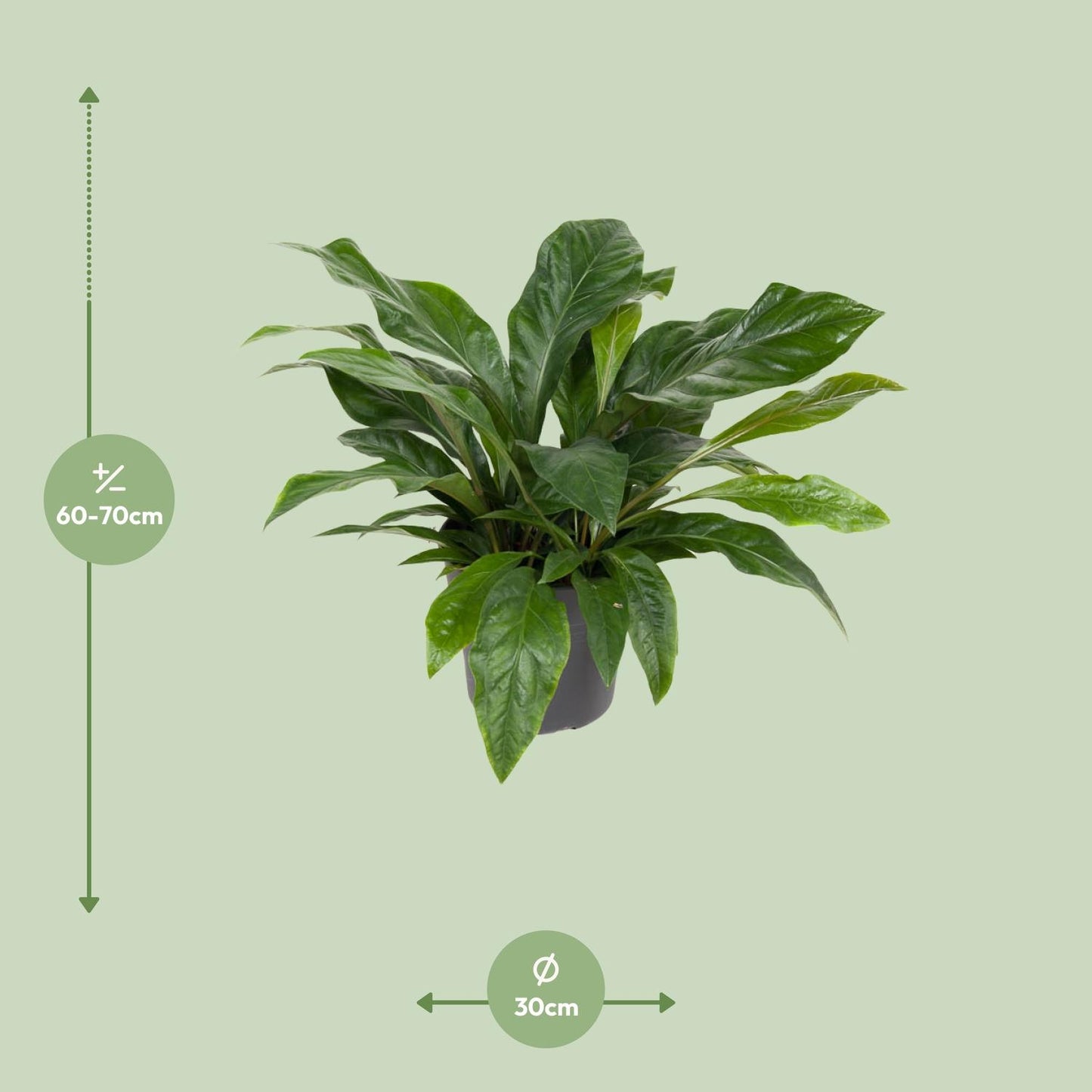 Flamingoplant / Anthurium – ↕70cm – ⌀30cm