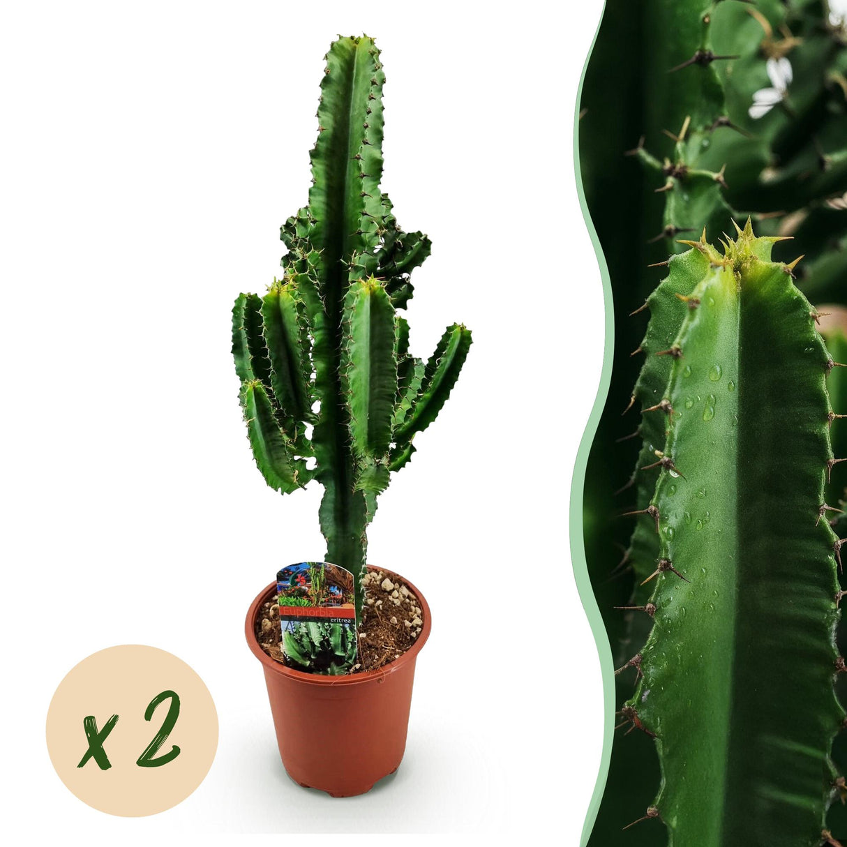 Green boutiQ - Kamerplant - Euphorbia eritrea - Afrikaanse melkboom - Weinig onderhoud - Groen - 2 - Pot 17cm - Hoogte 60cm