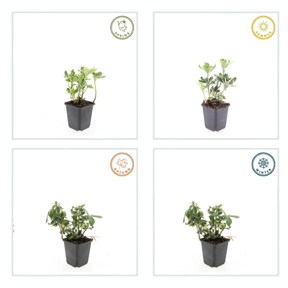 40x Pachysandra term. 'Variegata' - ↕10-25cm - Ø9cm