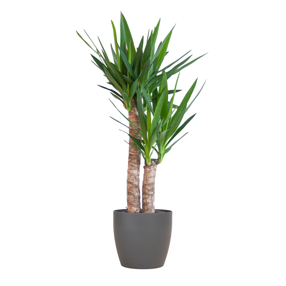 Yucca Elephantipes avec Viber noir - 90cm - Ø21
