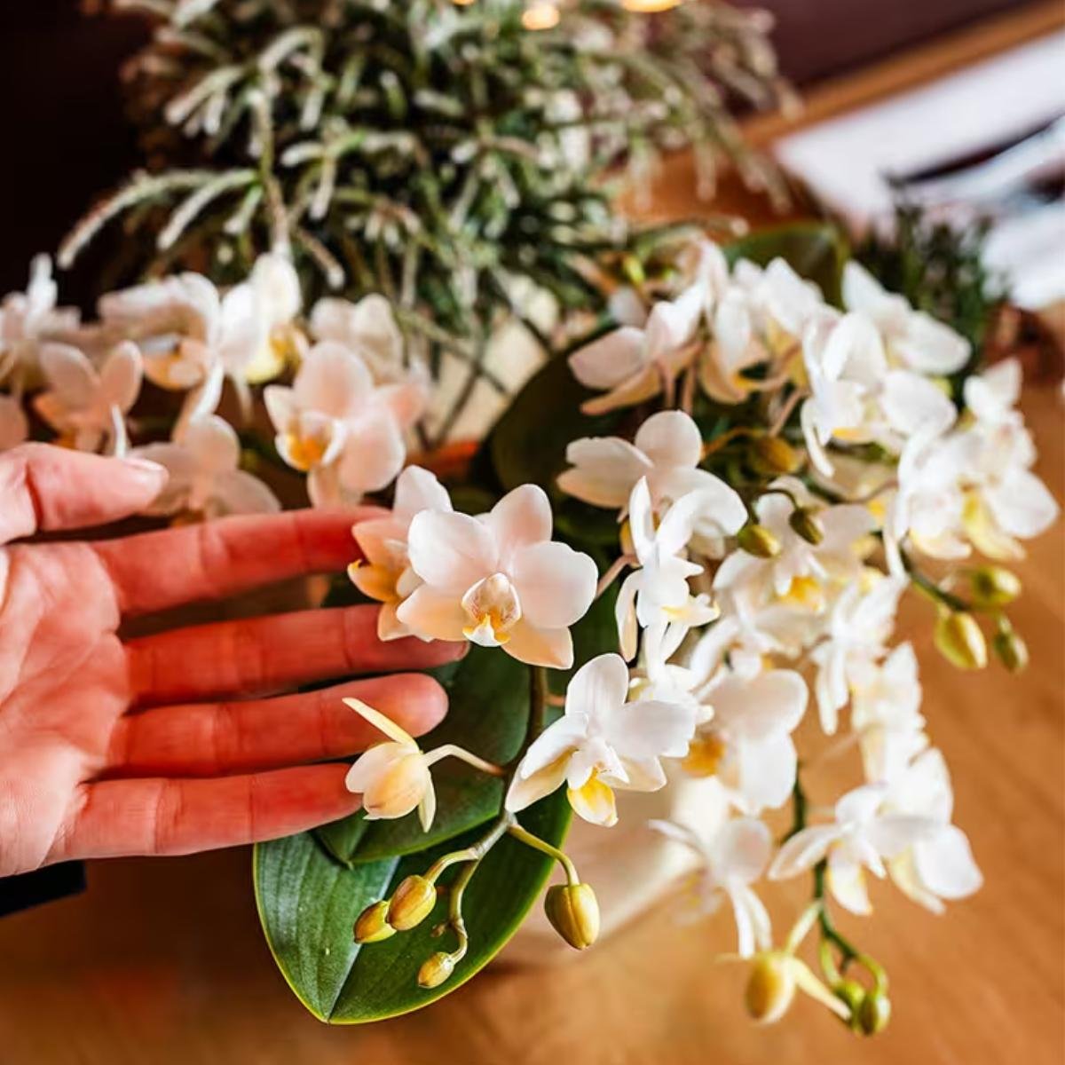 Kolibri Orchids | Witte Phalaenopsis Orchidee - Botanic Nazaré in Melody Sierpot - Ø9 cm