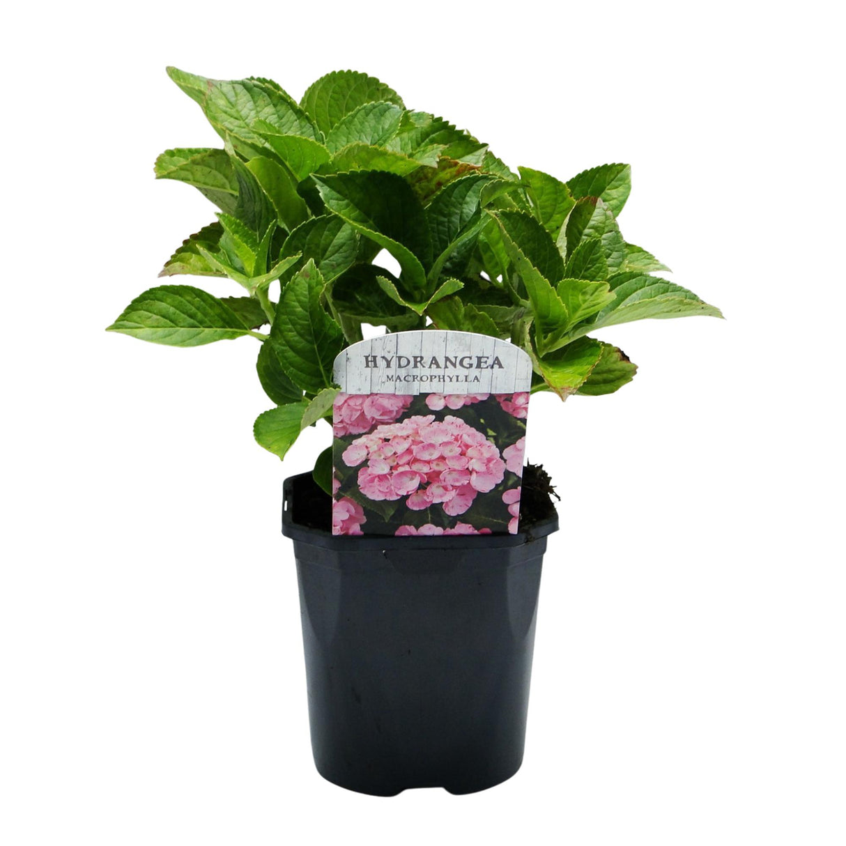Hortensia / Hydrangea macrophylla Pink - Bloem Roze - 1 Plant - Bladverliezend - Weinig Onderhoud - Pot 17cm Hoogte 30cm
