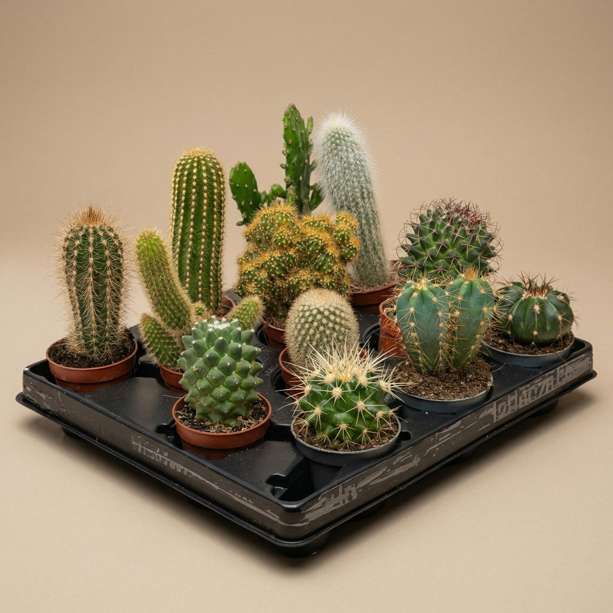 Succulenten Set van 6 in Keramische Mini Potjes Barcelona - ↑ 8–12 cm