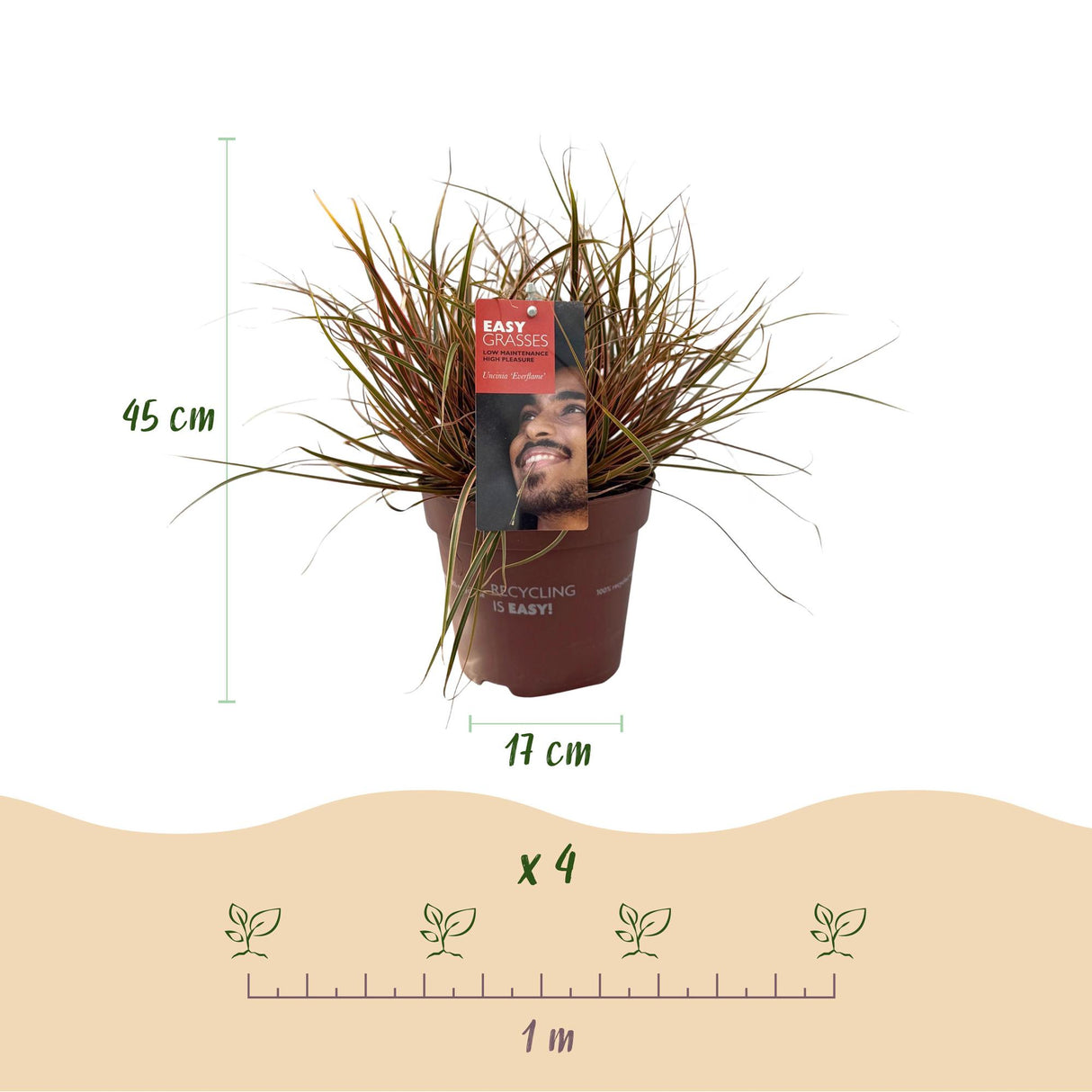 Siergrassen - Uncinia rubra Everflame - Rood - 2 Planten - Bladhoudend - Weinig Onderhoud - Pot 17cm Hoogte 50cm
