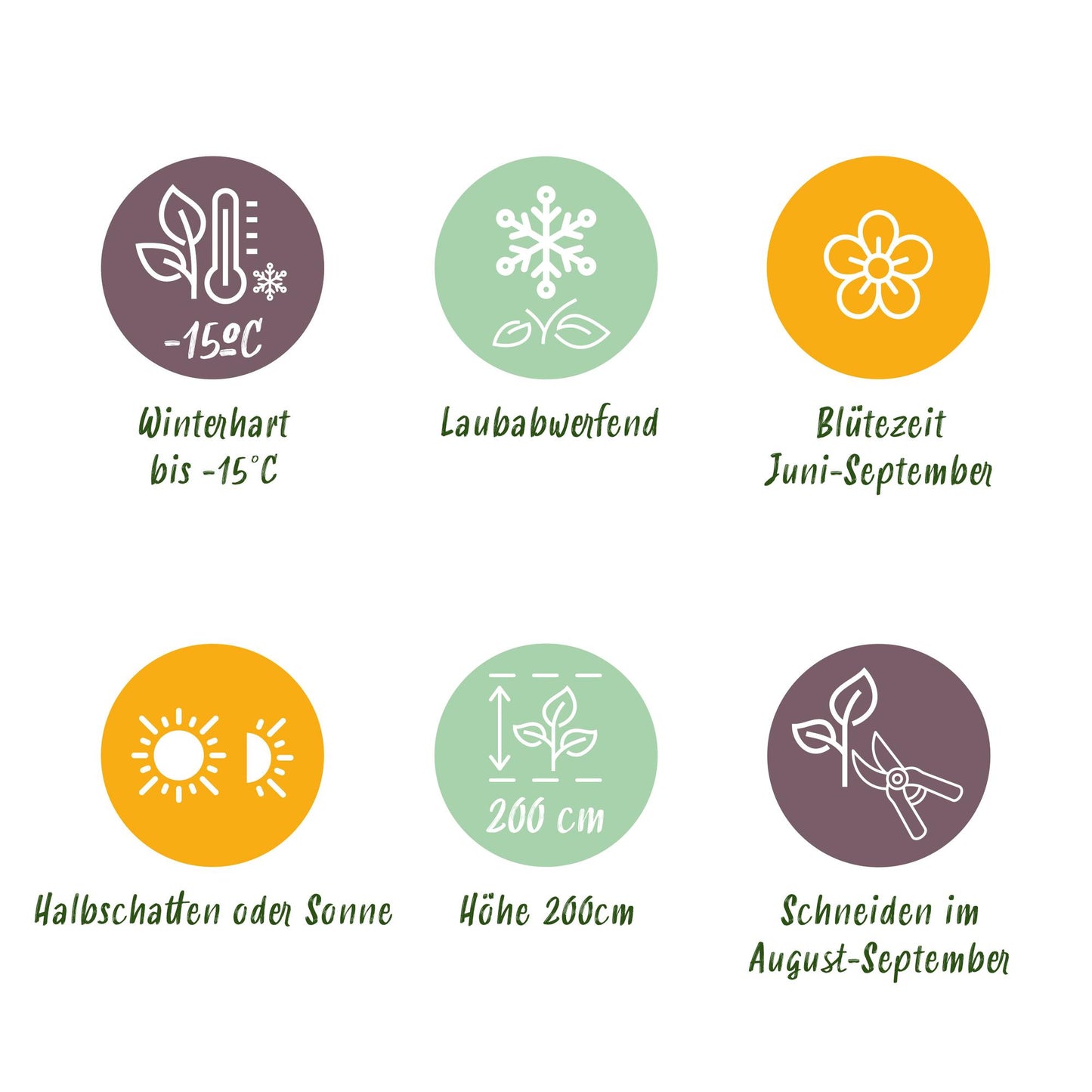 Green boutiQ - Hortensia - Hydrangea macrophylla Red - Bloem Rood - 1 Plant - Bladverliezend - Weinig Onderhoud - Pot 17cm Hoogte 30cm