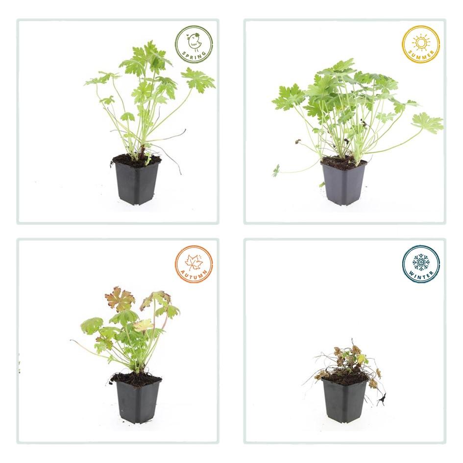 24x Geranium macrorrhizum - ↕10-25cm - Ø9cm