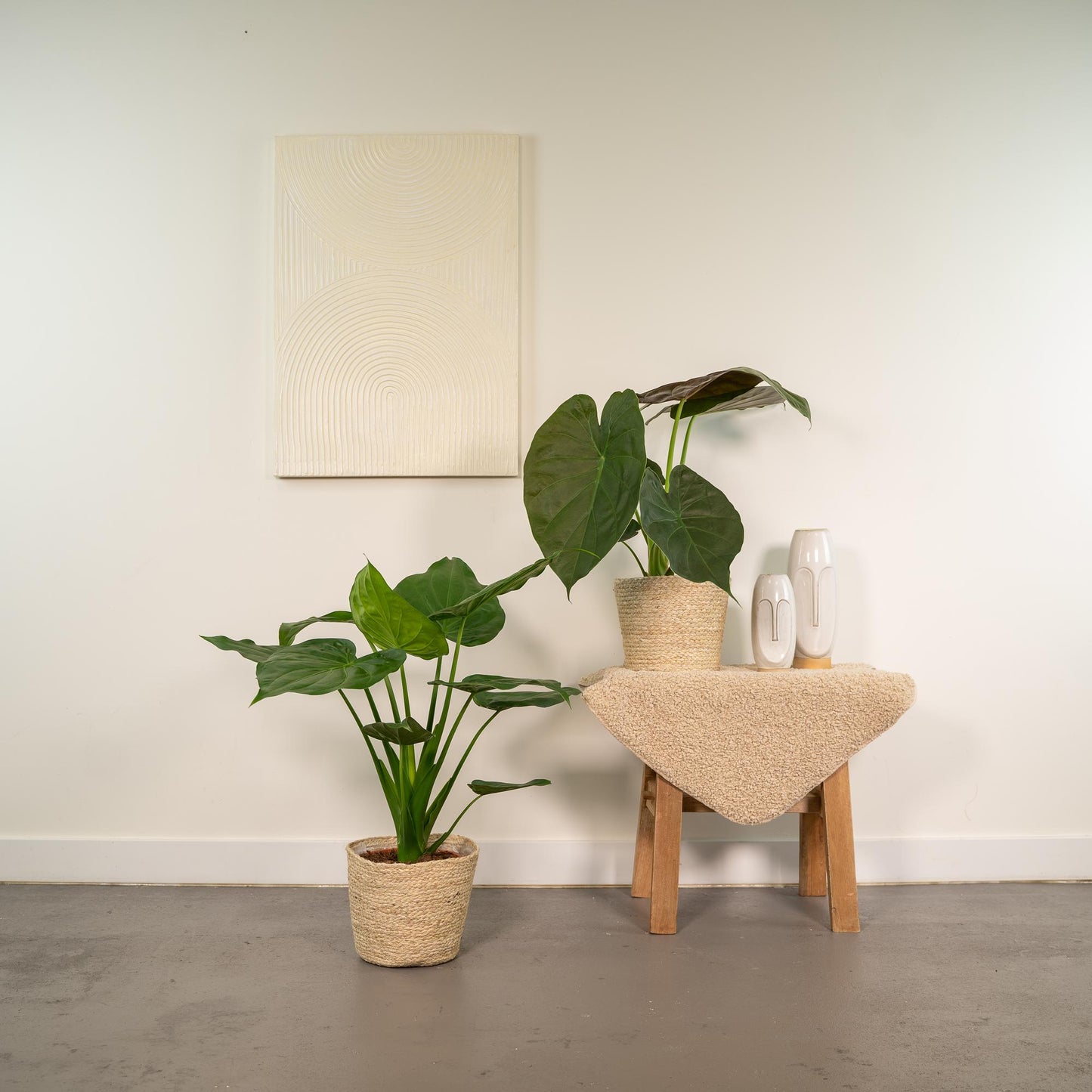 Alocasia Cucullata - Ø19cm - ↕60cm + Alocasia Wentii - Ø19cm - ↕60cm + Mand Selin