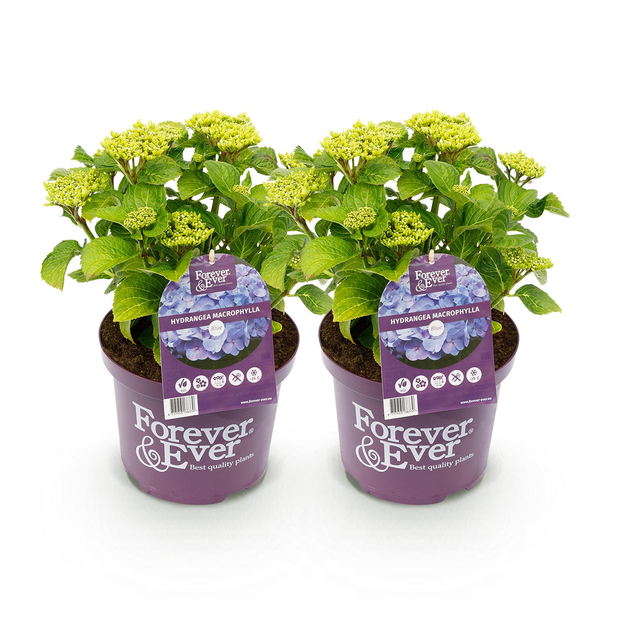 Green boutiQ - Terrasplant - Hortensia - Hydrangea Forever & Ever - Blauw - 7-12 Bloemen - 2 Planten - Pot 23cm Hoogte 55cm