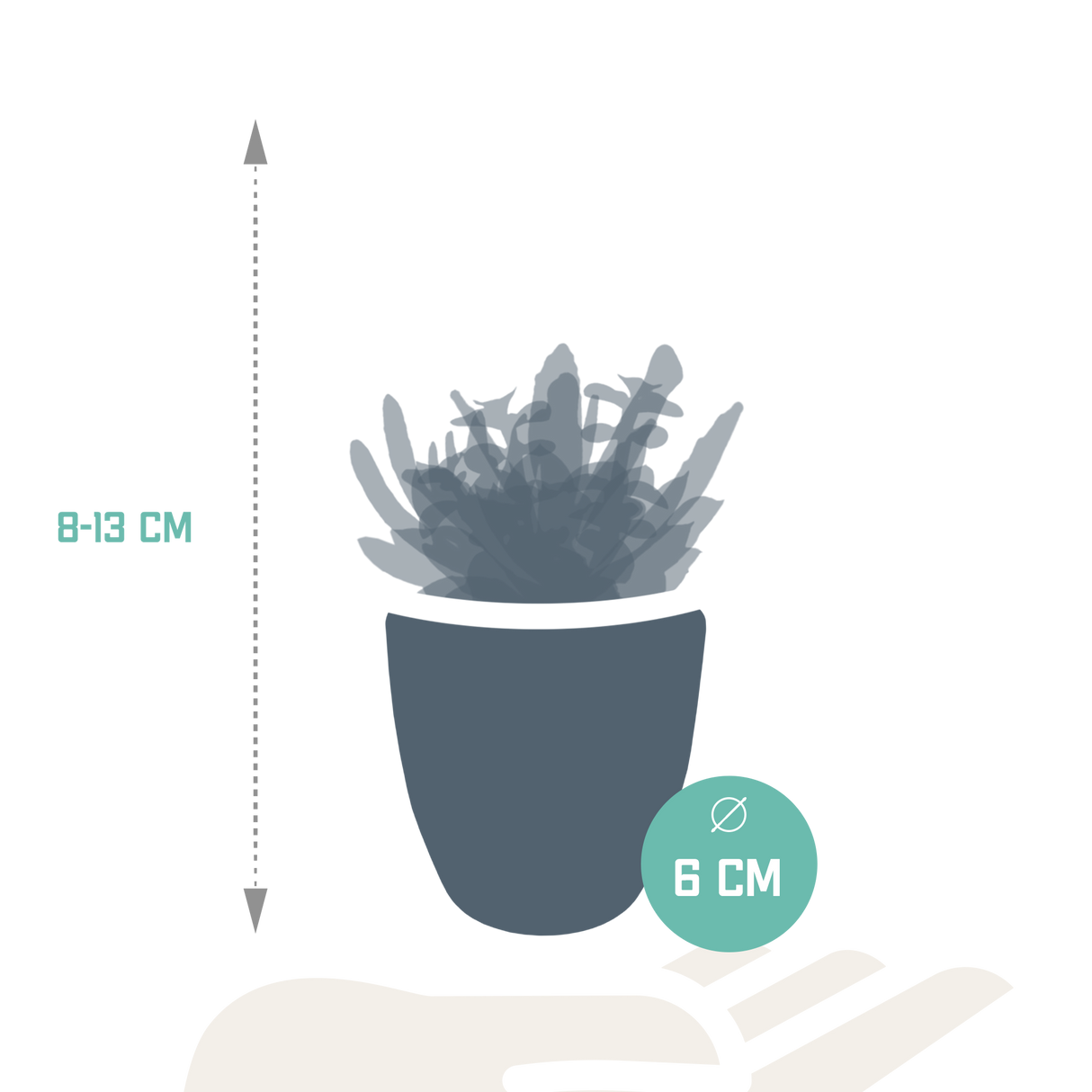 Vetplanten mix 5.5 cm - 5x - in witte pot