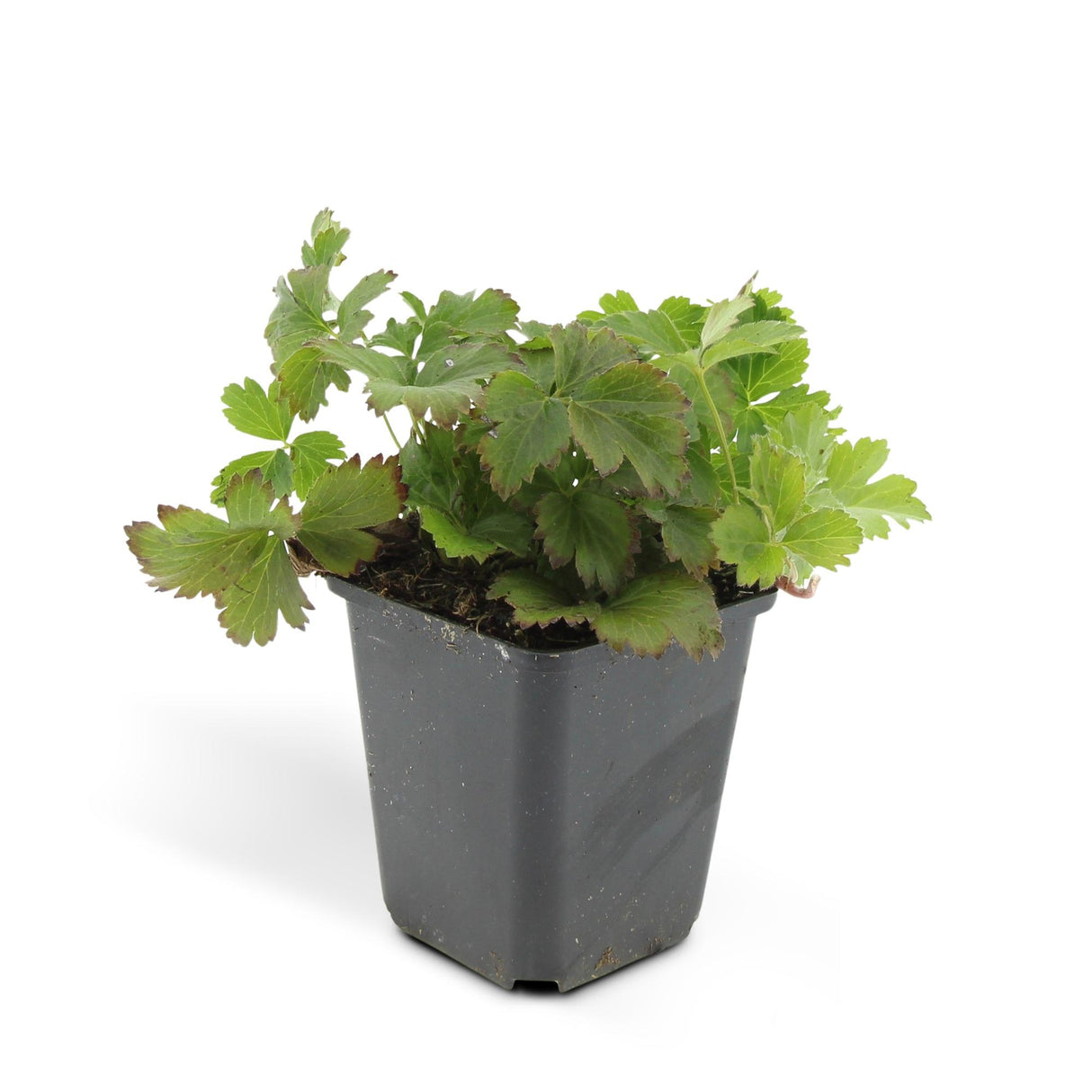 24x Waldsteinia ternata - ↕10-25cm - Ø9cm