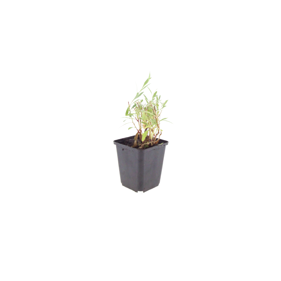 24x Gaura lindheimeri - ↕10-25cm - Ø9cm