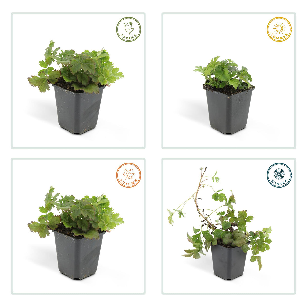 24x Waldsteinia ternata - ↕10-25cm - Ø9cm