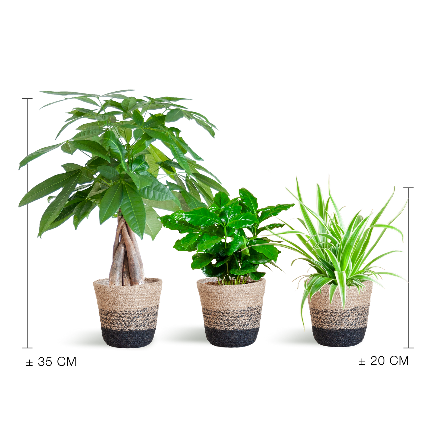 Diervriendelijke Plantenset - incl. Mand - ↕35cm - Ø12cm