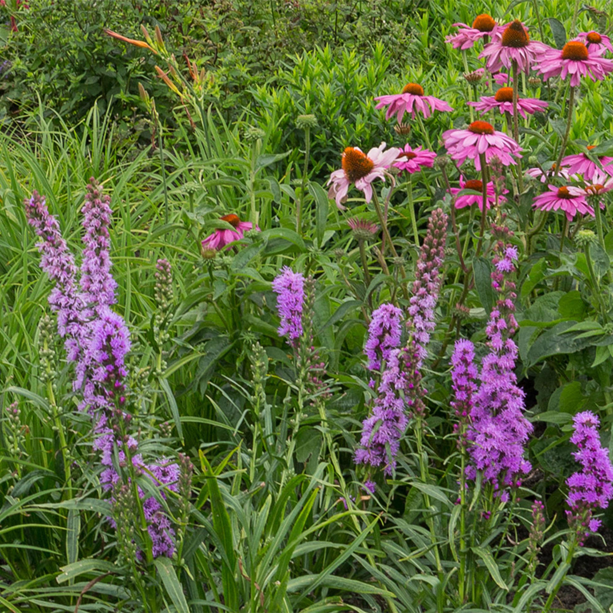 Borderpakket - Bijen en Vlinderlokkend - 24 Vaste planten - 3 m2 - Diversen kleuren - Weinig Onderhoud - Pot 11cm