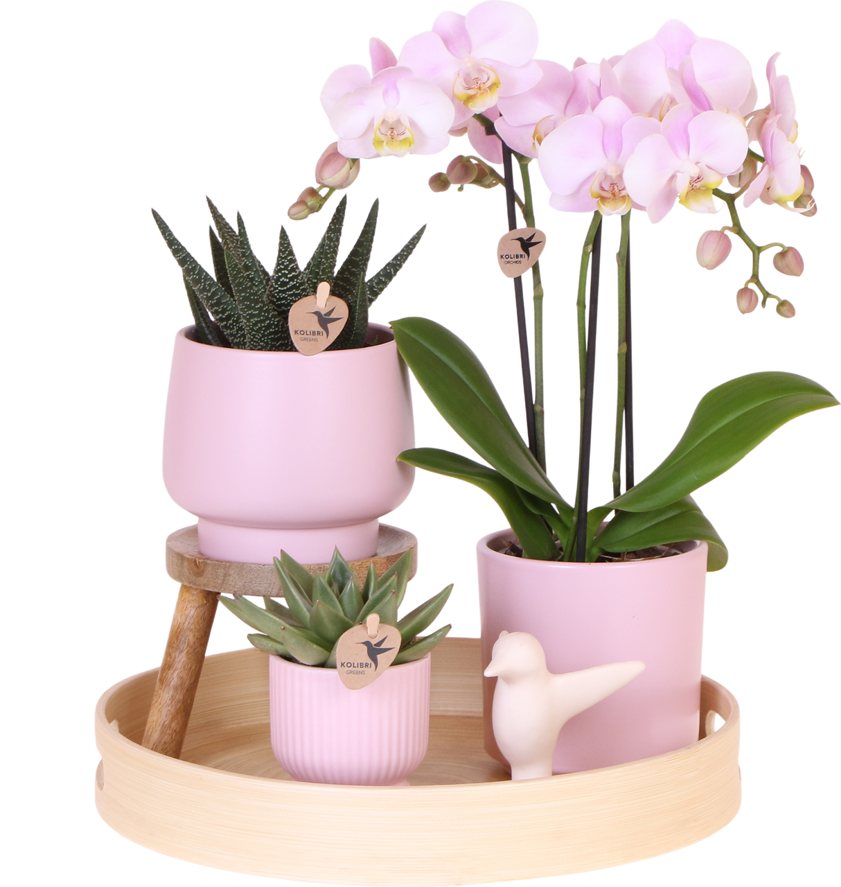 Kolibri Orchids | Gift set Moederdag Big | Groene plant met roze Phalaenopsis orchidee in Simplicity sierpotten roze op bamboe plate