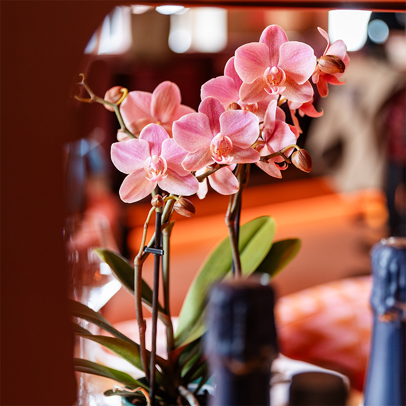 Kolibri Orchids | COMBI DEAL van 2 Phalaenopsis orchideeën - Treviso - potmaat Ø9cm | bloeiende kamerplant - vers van de kweker