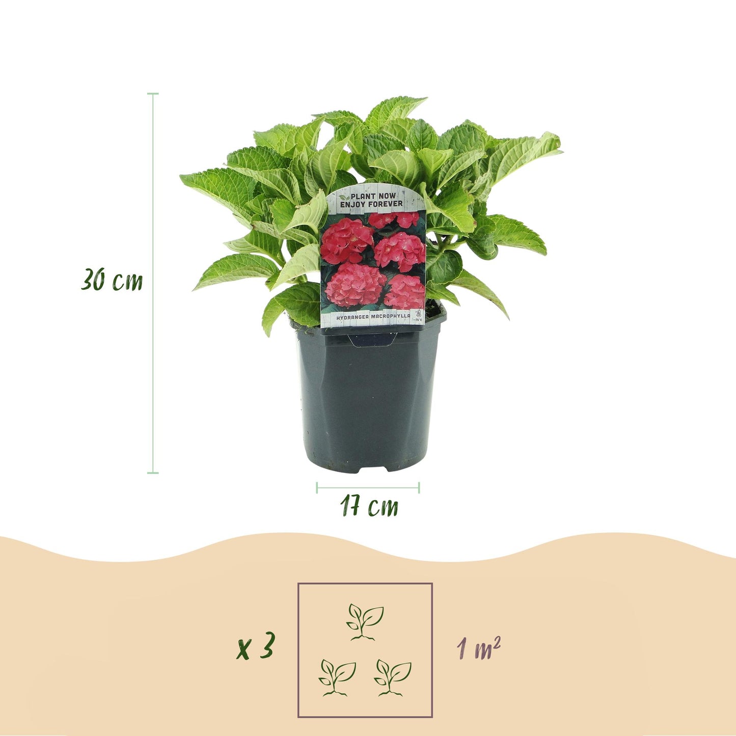 Green boutiQ - Hortensia - Hydrangea macrophylla Red - Bloem Rood - 1 Plant - Bladverliezend - Weinig Onderhoud - Pot 17cm Hoogte 30cm