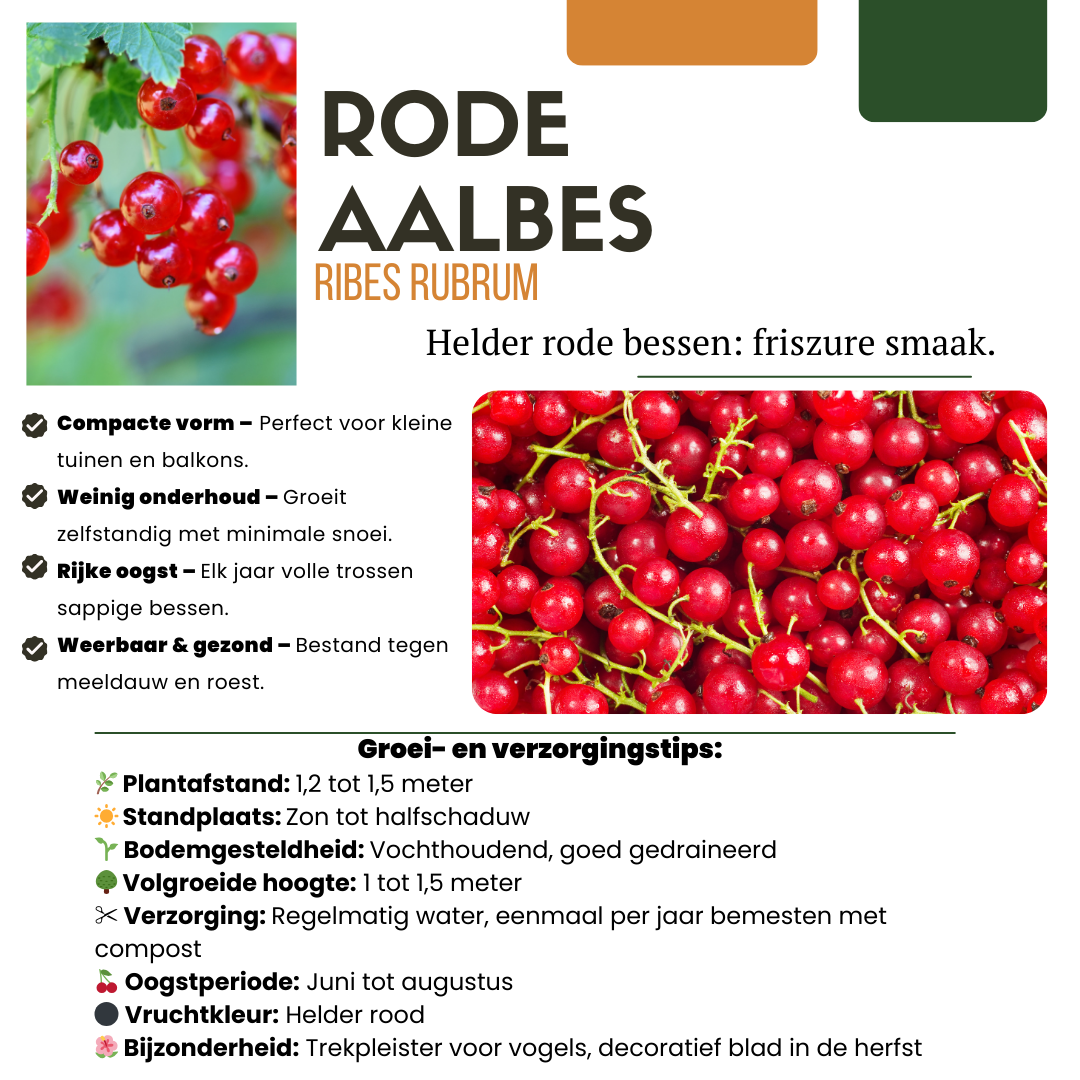 6 x Biologische Kruisbessenplanten - ↕20 cm - Ø 13 cm