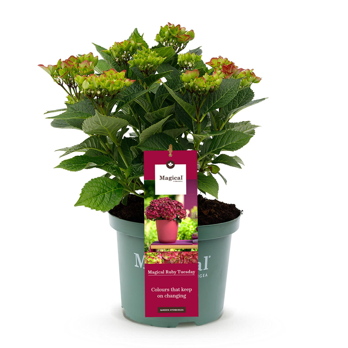 Hortensia / Hydrangea Magical Teusday & Saphire - Rood - 6-10 Bloemen - Pot 23cm Hoogte 55cm