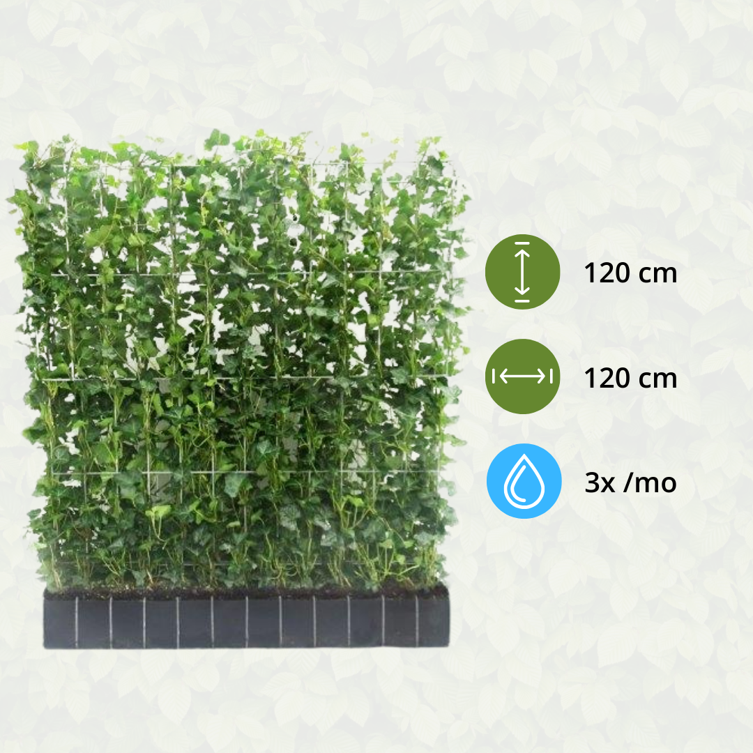 Hedera Hibernica - Klimop - Kant-en-Klaar Haag | ↔120cm - ↨120 cm