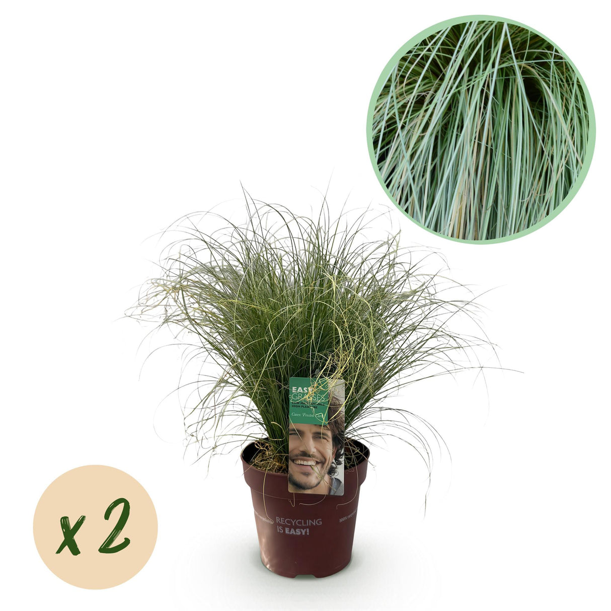 Green boutiQ - Siergrassen - Carex comans Frosted Curls - Groen - 2 Planten - Bladhoudend - Weinig Onderhoud - Pot 17cm Hoogte 50cm
