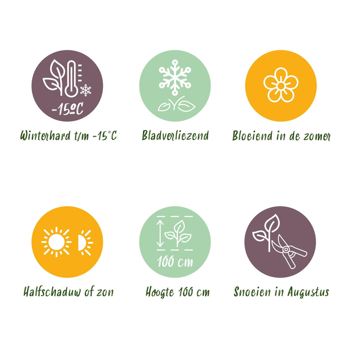 Hortensia - Hydrangea Forever & Ever - Blauw - 7-12 Bloemen - Pot 23cm Hoogte 55cm