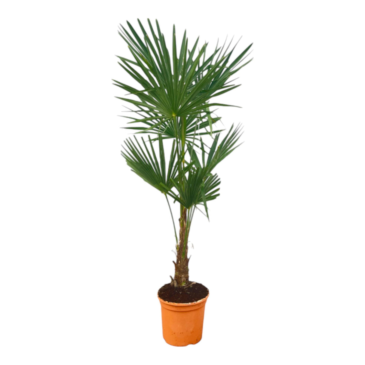 Trachycarpus Fortuneii - 120-160cm - Ø27