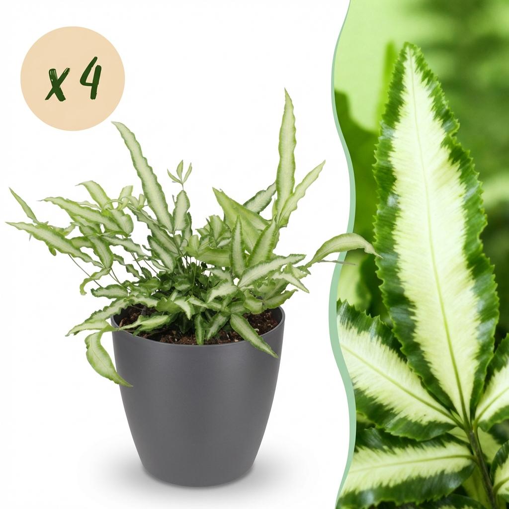 Pteris cretica Albolineata - Lintvaren - Huisdiervriendelijke Plant - Groen - 4 Planten - met Potter Grijs - Pot 12cm - Hoogte 20cm