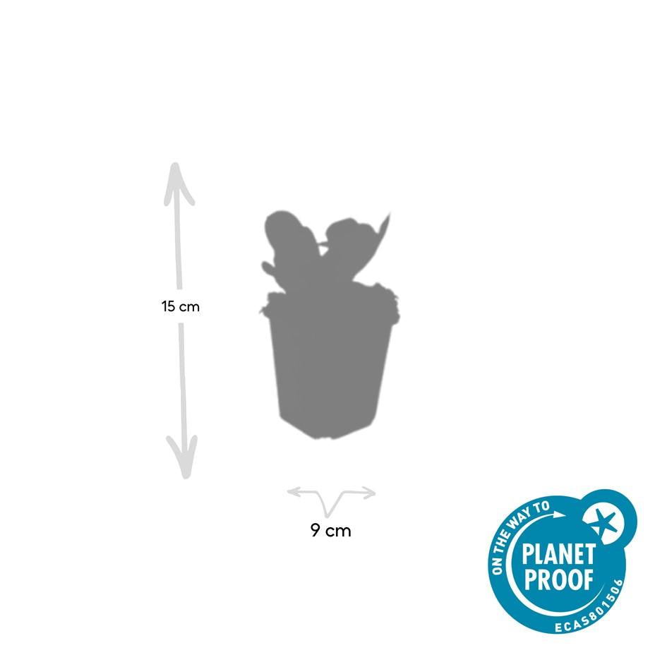 60x Bergenia cordifolia 'Herbstblüte' - ↕10-25cm - Ø9cm