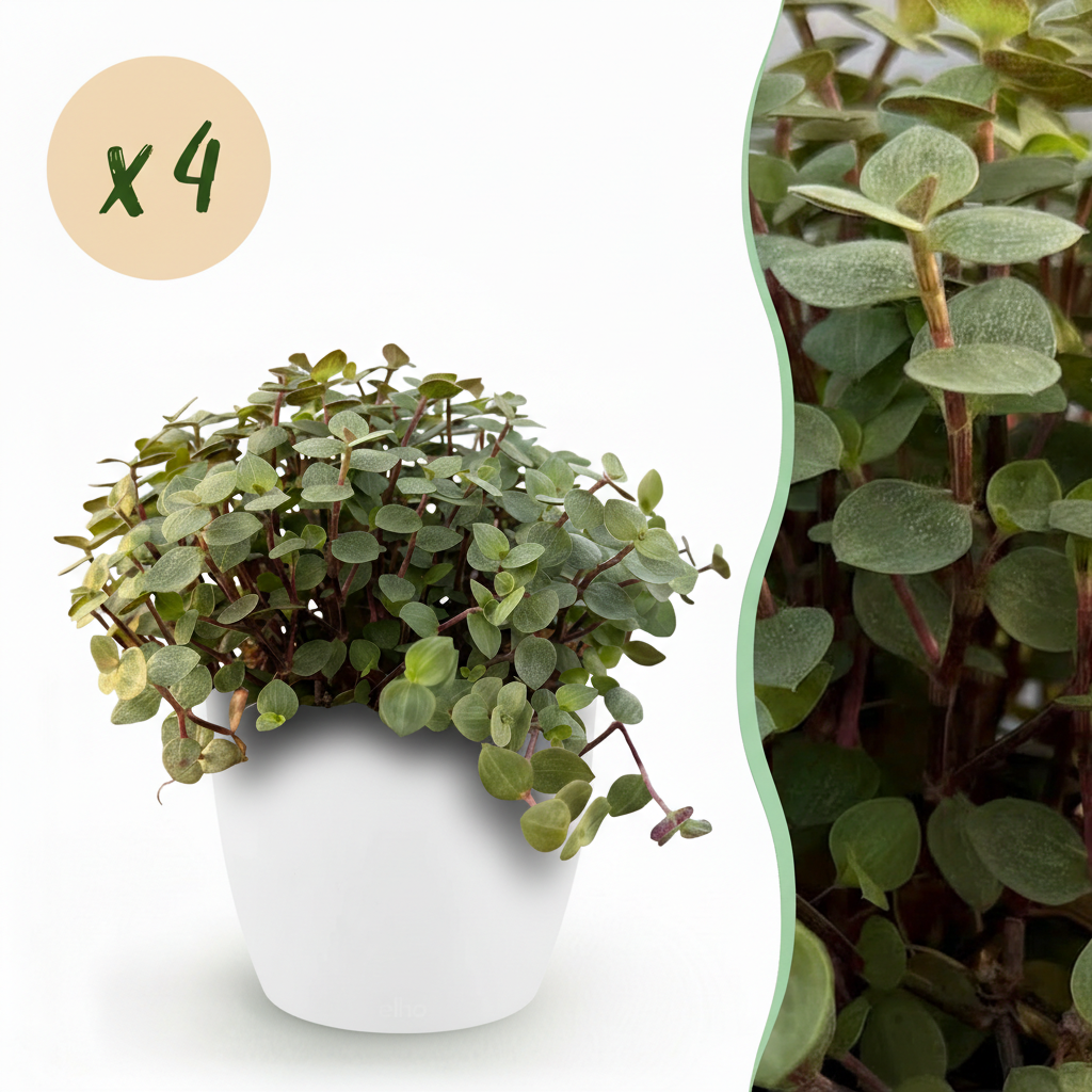 Calissia repens - Kattengras - Huisdiervriendelijk - Groen - 4 Planten - met Potter Wit - Pot 12cm - Hoogte 17-20cm