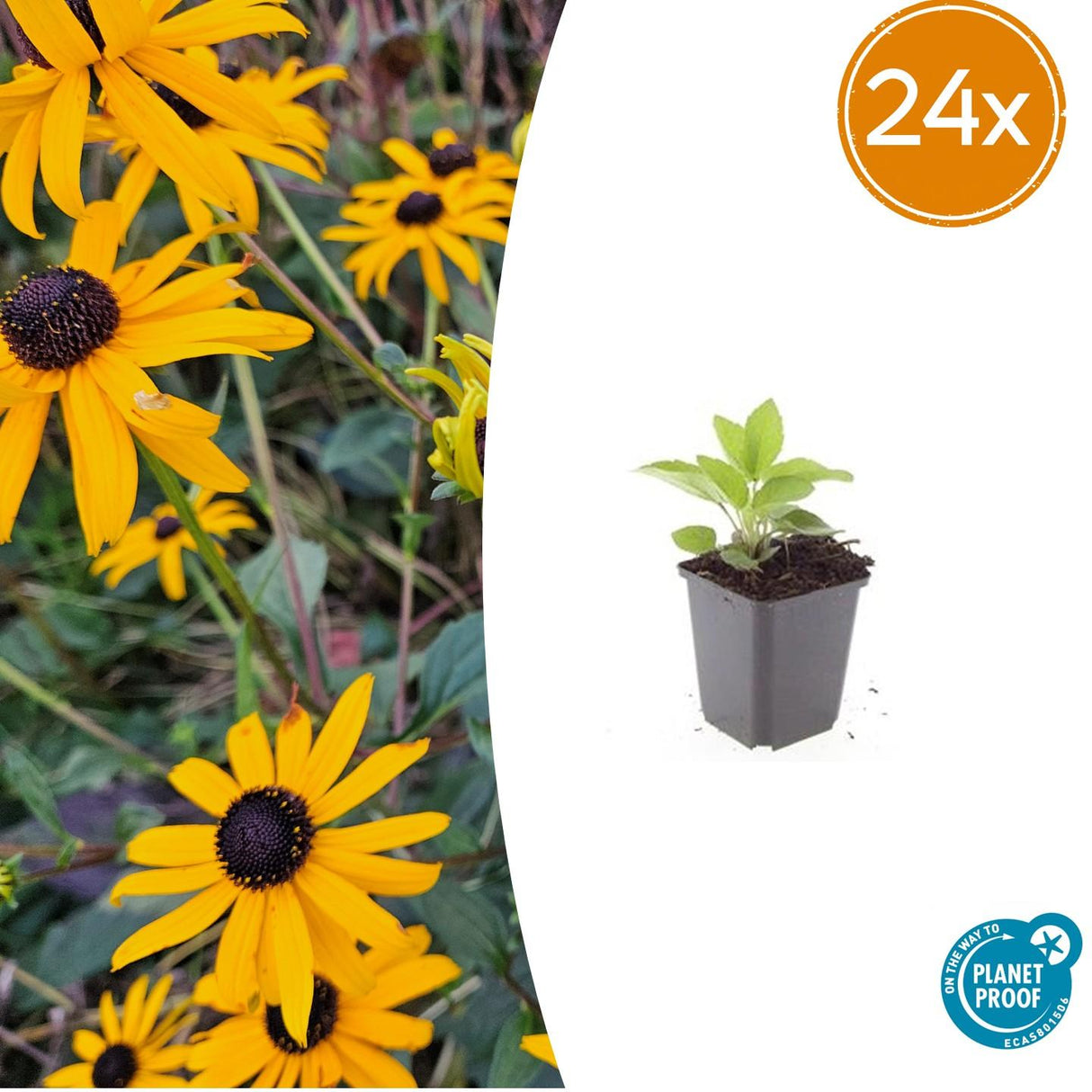 24x Rudbeckia fulgida 'Goldsturm' - ↕10-25cm - Ø9cm