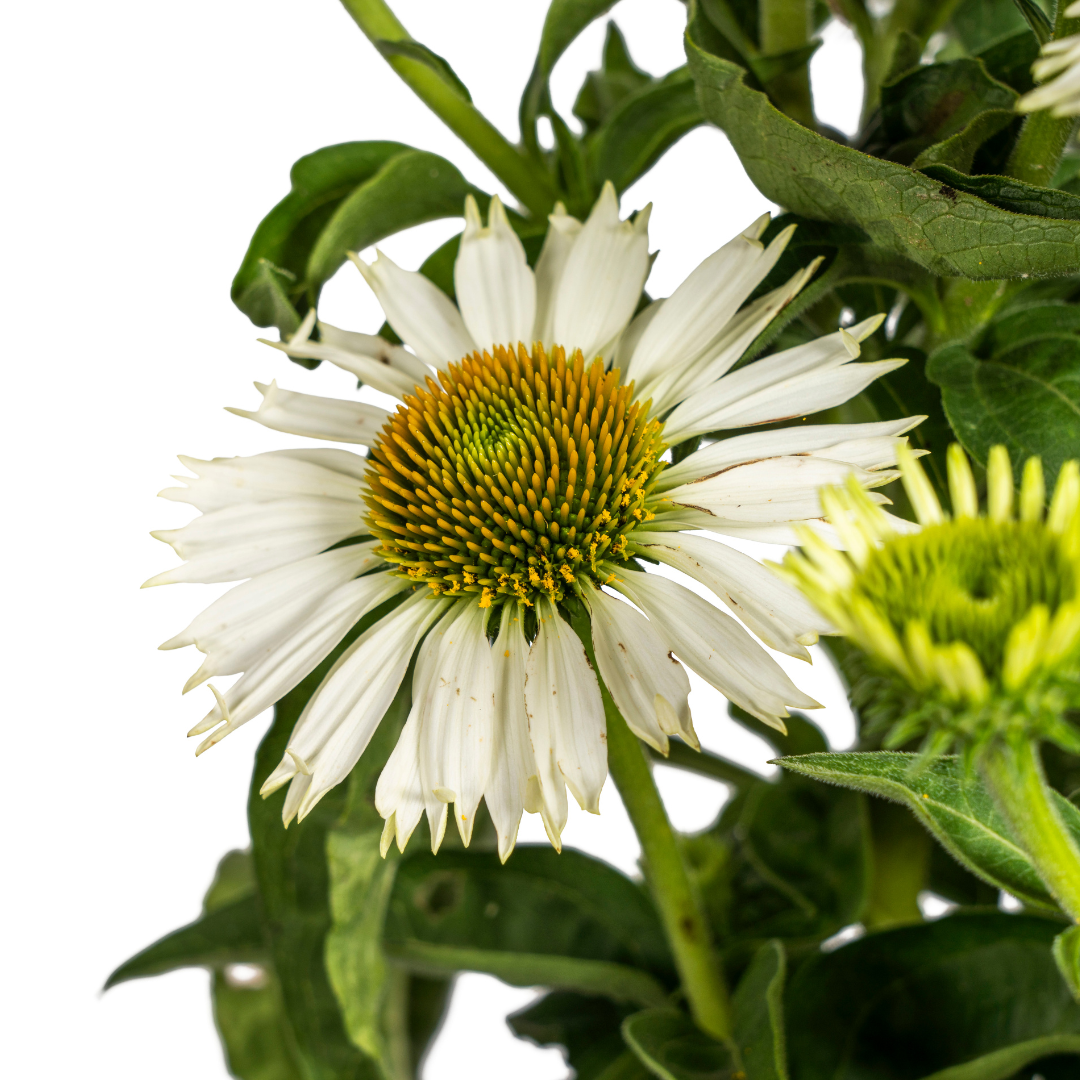 Echinacea Purpurea Weiß Ø19cm - ↕60cm - Ø70cm