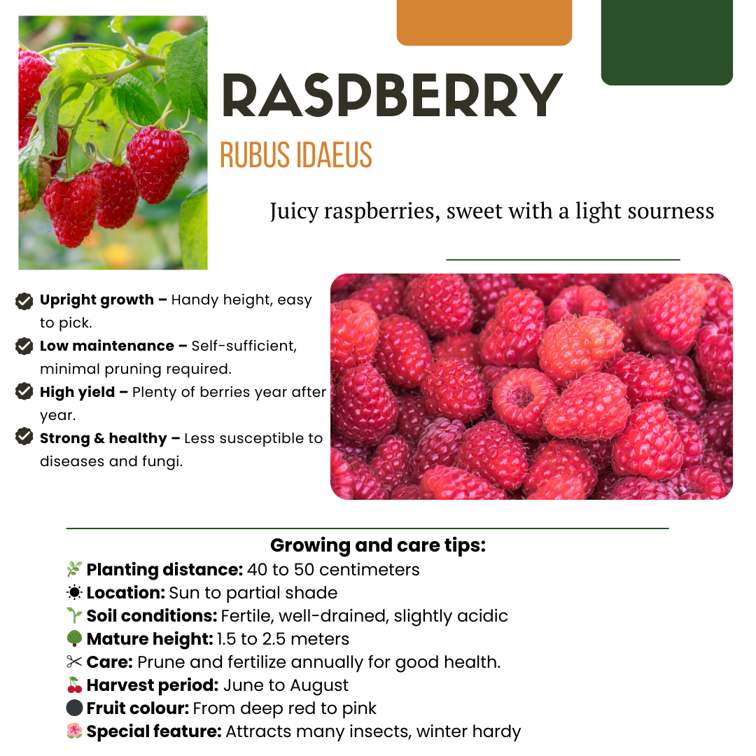 6 x biologische frambozenplanten - Ø 13 cm - ↨ 20 cm