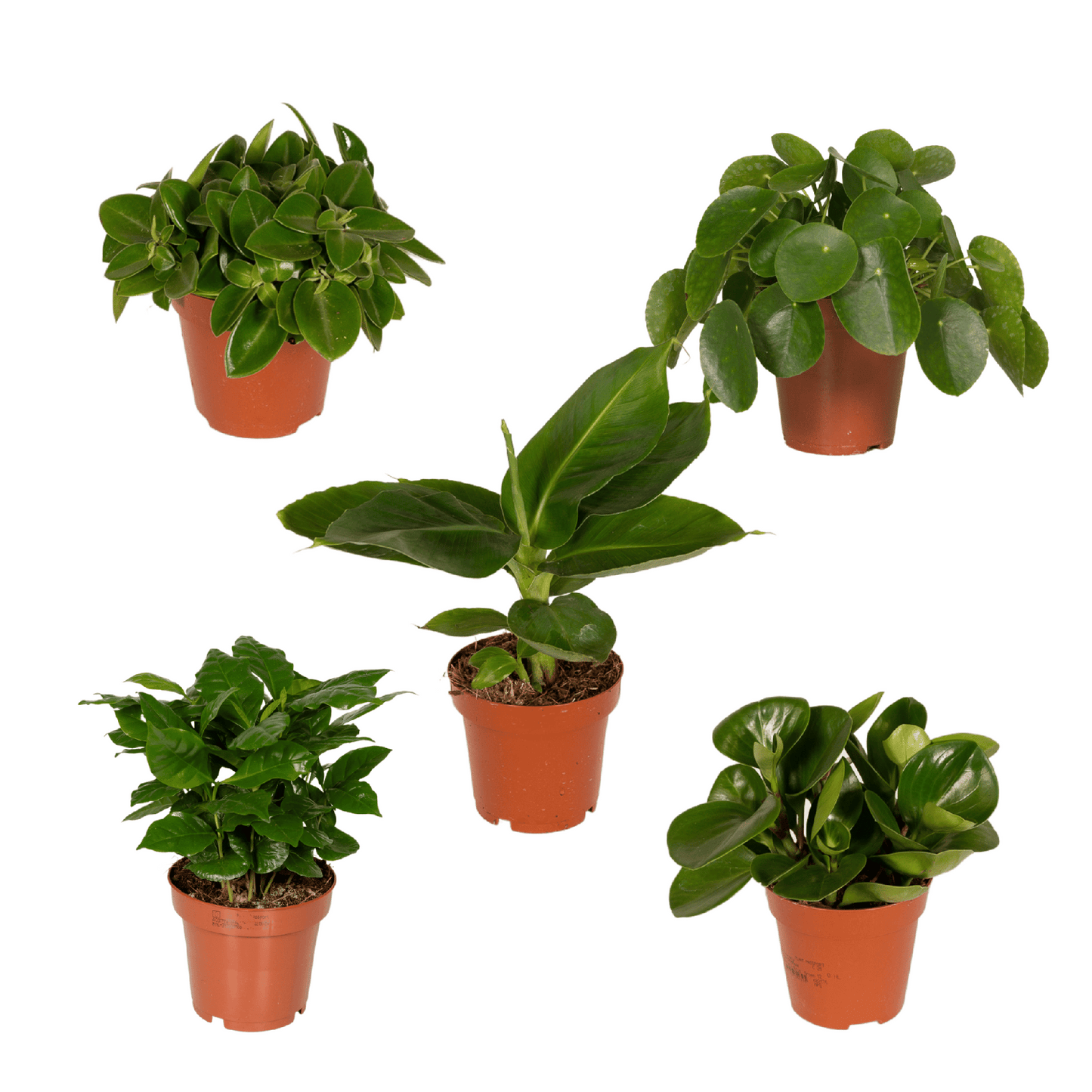 Verrassingsbox - ↕25cm - Ø12cm - x5