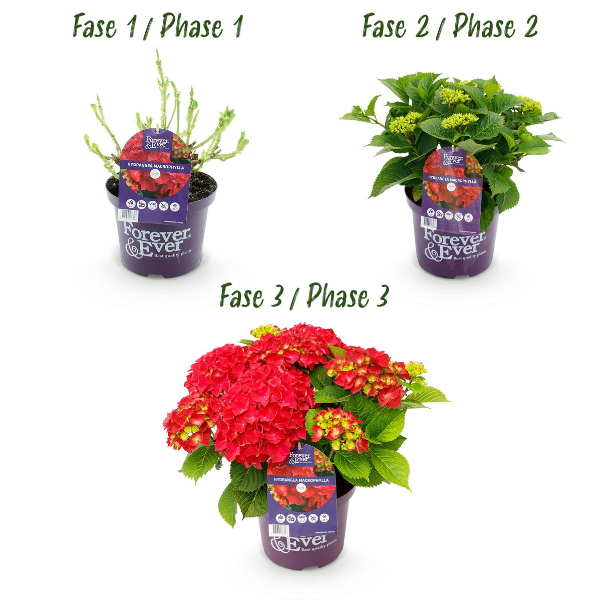 Green boutiQ - Terrasplant - Hortensia - Hydrangea Forever & Ever - Rood - 7-12 Bloemen - 2 Planten - Pot 23cm Hoogte 55cm