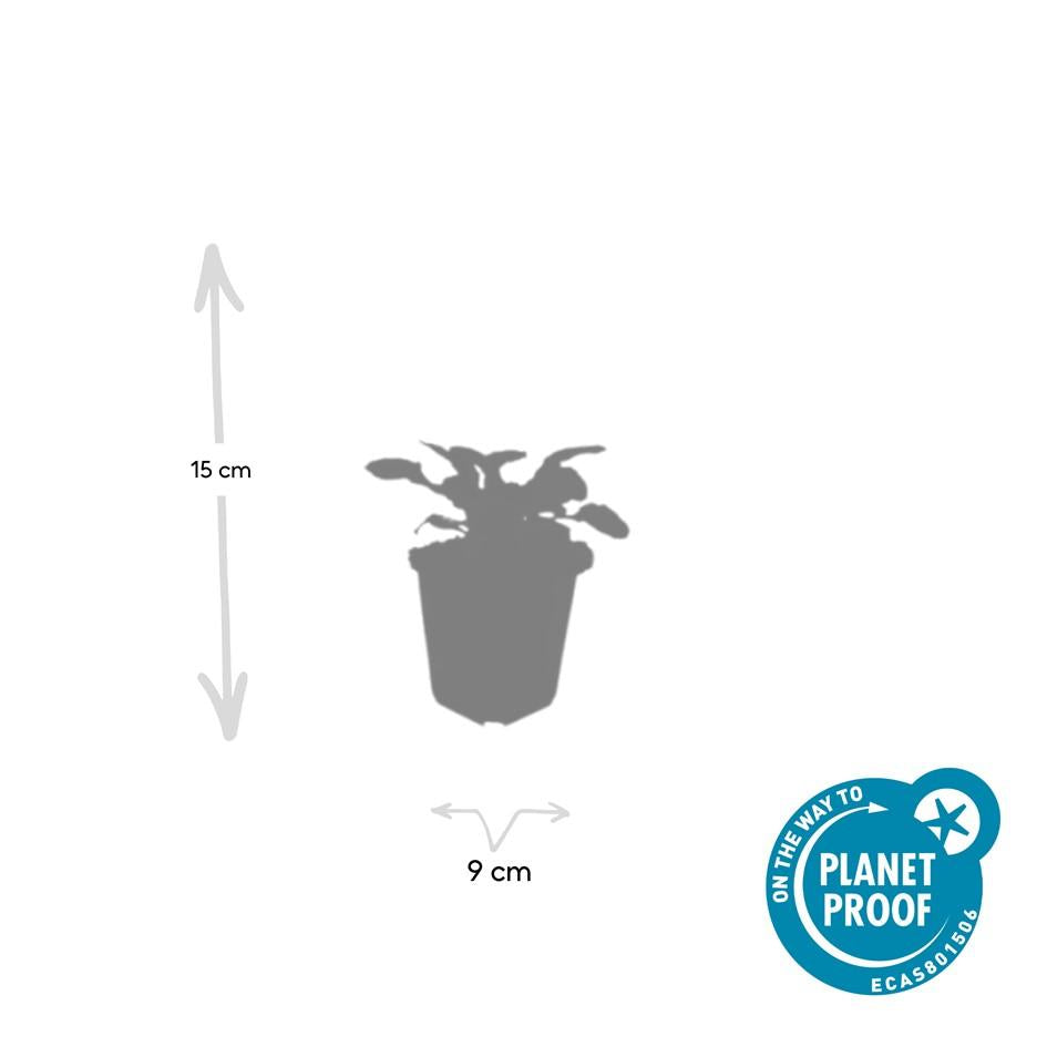 48x Ajuga reptans 'Catlin's Giant' - ↕10-25cm - Ø9cm