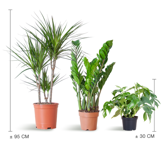 Schaduw Plantenset - Zonder sierpot