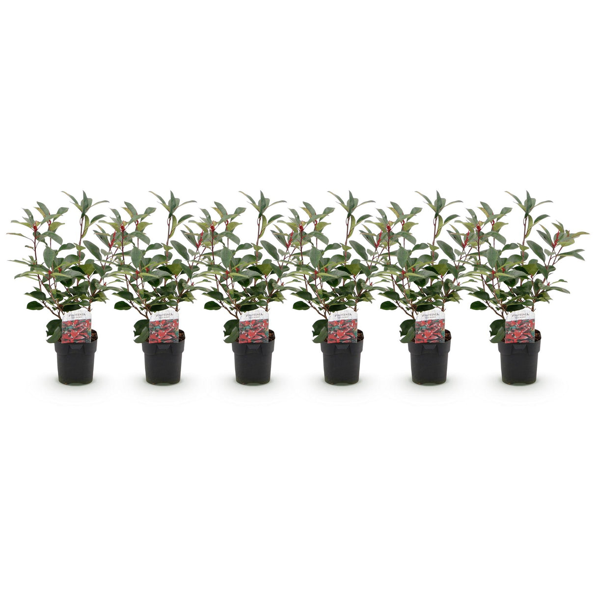 Green boutiQ - Haagplanten - Photinia fraseri Red Robin - groen rood - 6 planten - 1 strekkende meter - groenblijvend - pot 17cm hoogte 50cm