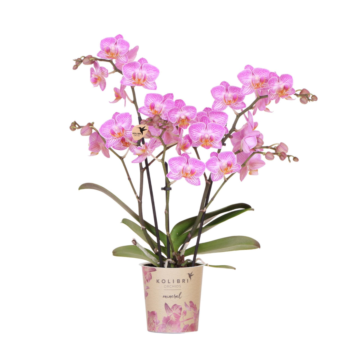 Kolibri Orchids | Roze phalaenopsis orchidee potmaat Ø9cm | Switzerland | bloeiende kamerplant - vers van de kweker