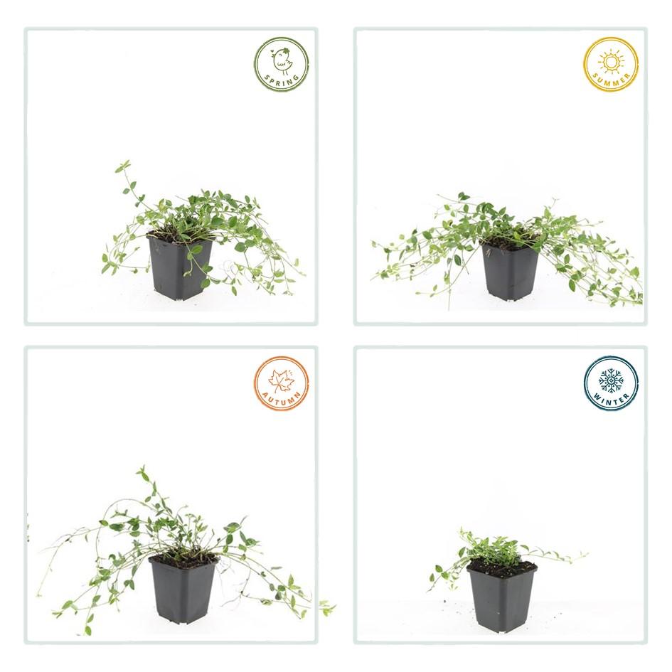 48x Vinca minor 'Gertrude Jekyll' - ↕10-25cm - Ø9cm