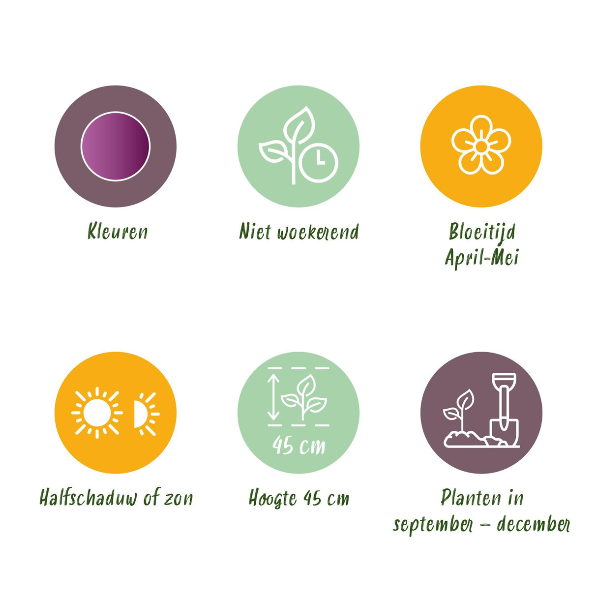 Green boutiQ - Bloembollen - Tulp Double Lilac - Kleur Paars - 50 stuks - Bolmaat 11/12 - XXL Pack