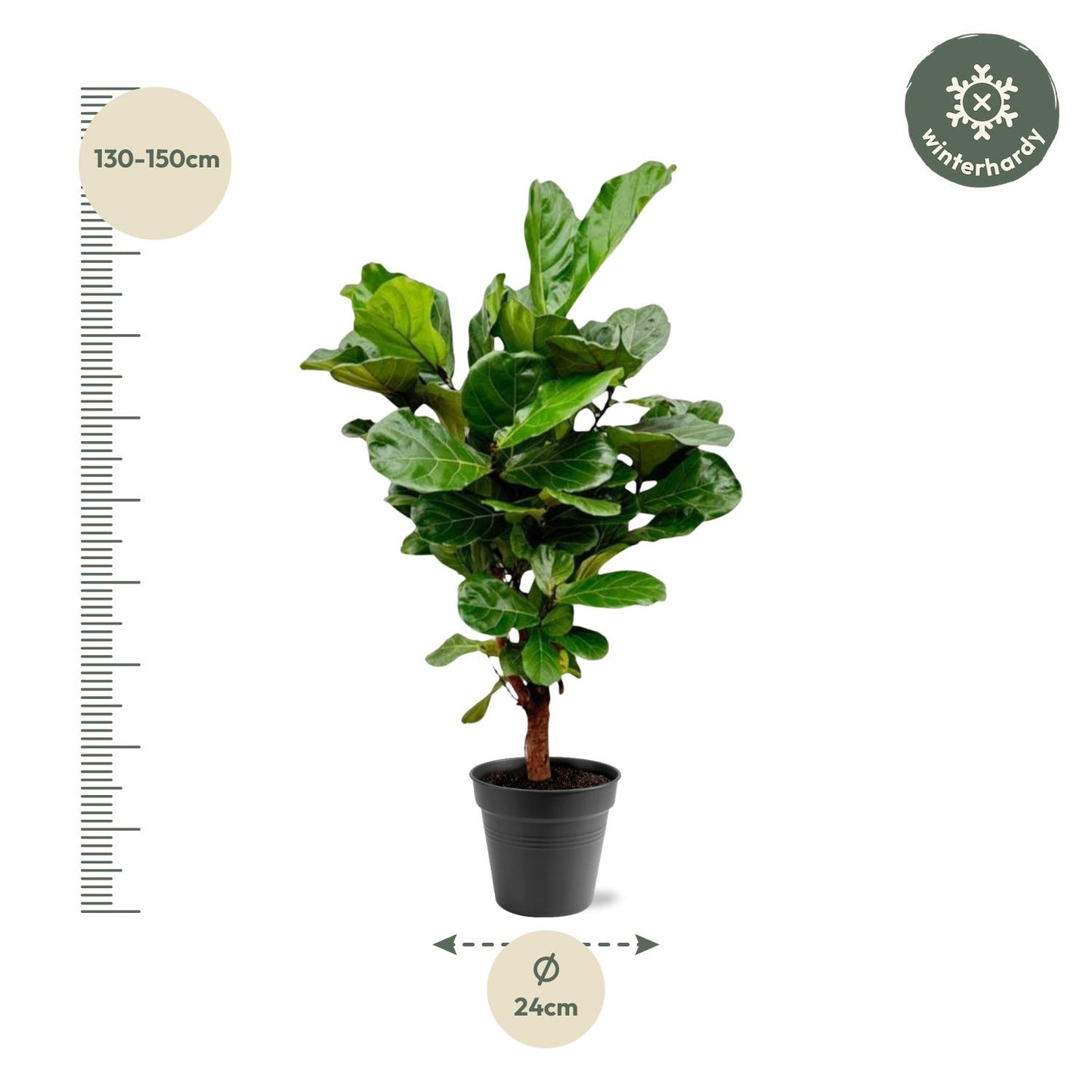 Ficus Lyrata vertakt - 140-160cm - ø 27-30cm