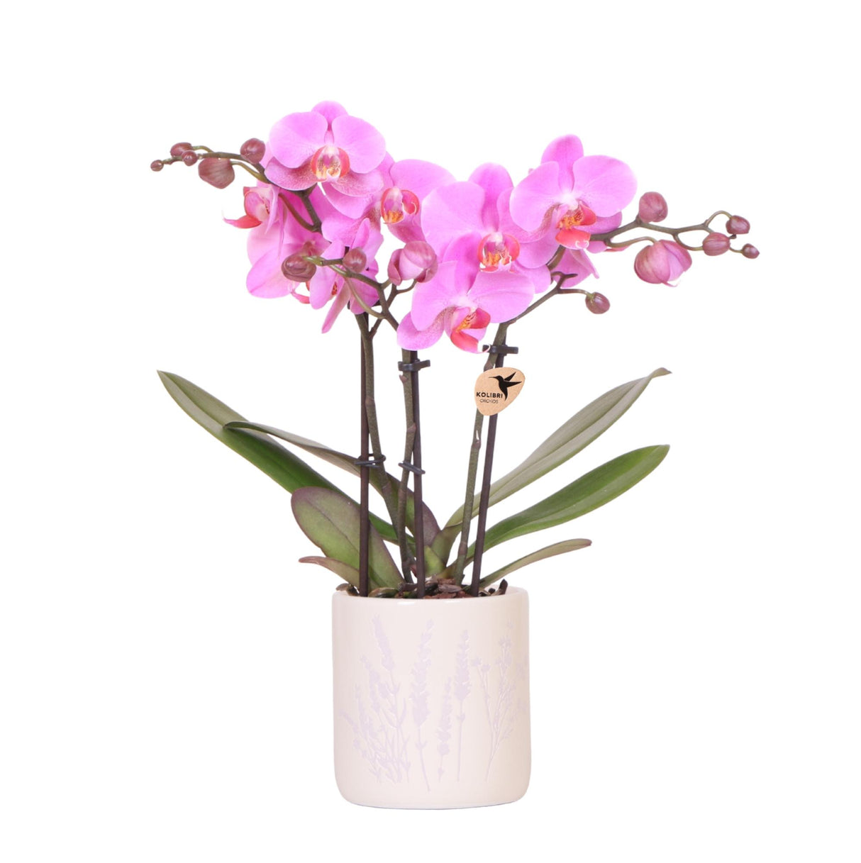 Kolibri Orchids | Donkerroze orchidee Frederikstad + Floral sierpot - potmaat Ø9cm | bloeiende kamerplant - vers van de kweker