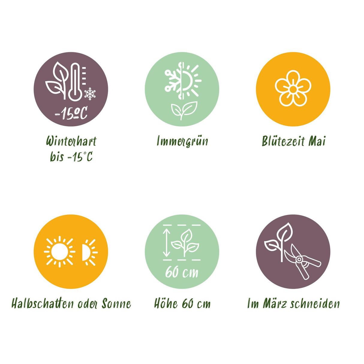 Green boutiQ - Siergrassen - Carex morrowii Irish Green - Groen & Geel - 2 Planten - Bladhoudend - Weinig Onderhoud - Pot 17cm Hoogte 50cm